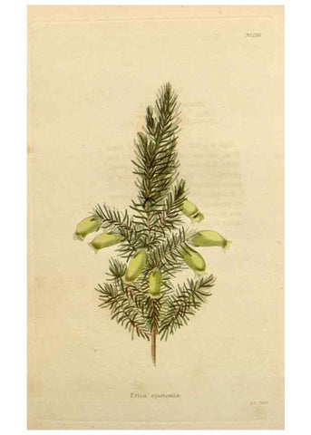Reproducción/Reproduction 48782495768: The botanical cabinet. London :John & Arthur Arch ...,1817-1833.. 