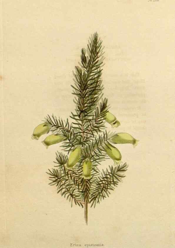 Reproducción/Reproduction 48782495768: The botanical cabinet. London :John & Arthur Arch ...,1817-1833.. 