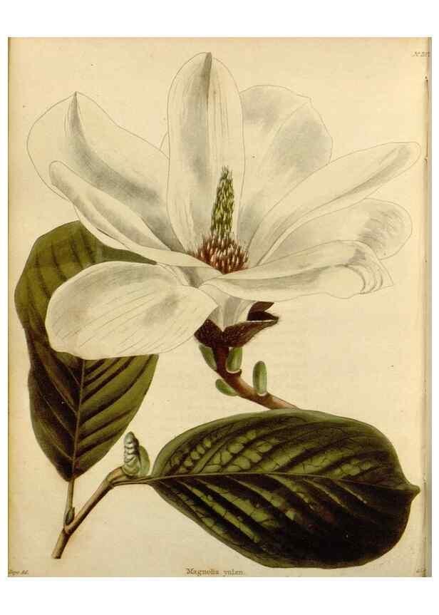 Reproducción/Reproduction 48782496378: The botanical cabinet. London :John & Arthur Arch ...,1817-1833.. 