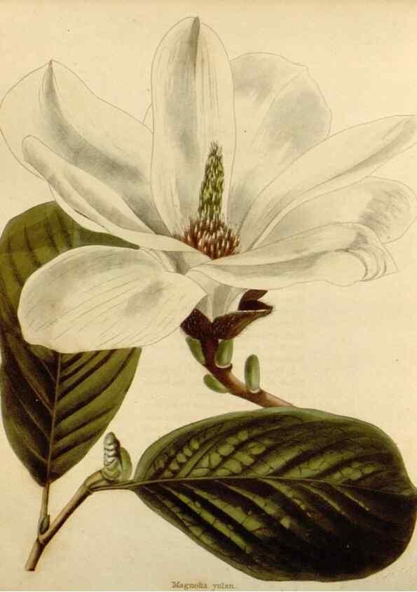 Reproducción/Reproduction 48782496378: The botanical cabinet. London :John & Arthur Arch ...,1817-1833.. 