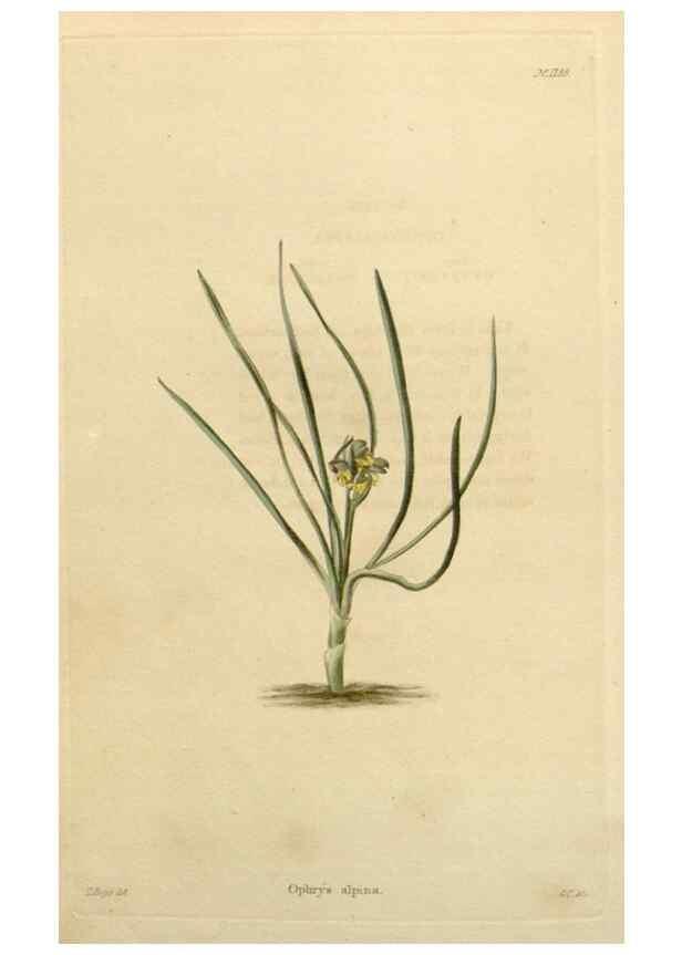Reproducción/Reproduction 48782862551: The botanical cabinet. London :John & Arthur Arch ...,1817-1833.. 