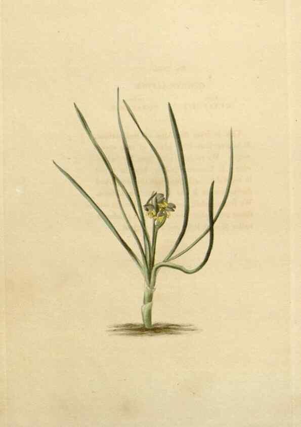 Reproducción/Reproduction 48782862551: The botanical cabinet. London :John & Arthur Arch ...,1817-1833.. 