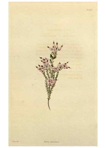 Reproducción/Reproduction 48782938371: The botanical cabinet. London :John & Arthur Arch ...,1817-1833.. 