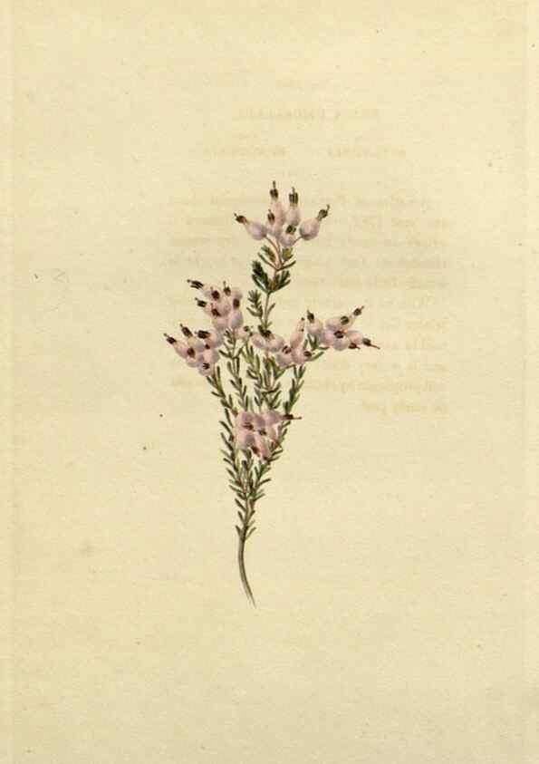Reproducción/Reproduction 48782938371: The botanical cabinet. London :John & Arthur Arch ...,1817-1833.. 