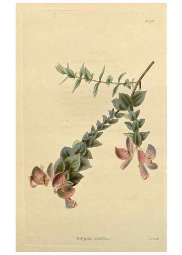 Reproducción/Reproduction 48782863006: The botanical cabinet. London :John & Arthur Arch ...,1817-1833.. 