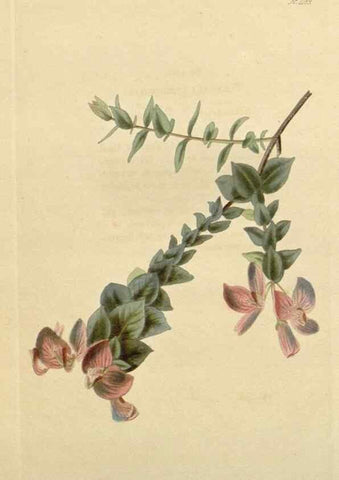 Reproducción/Reproduction 48782863006: The botanical cabinet. London :John & Arthur Arch ...,1817-1833.. 