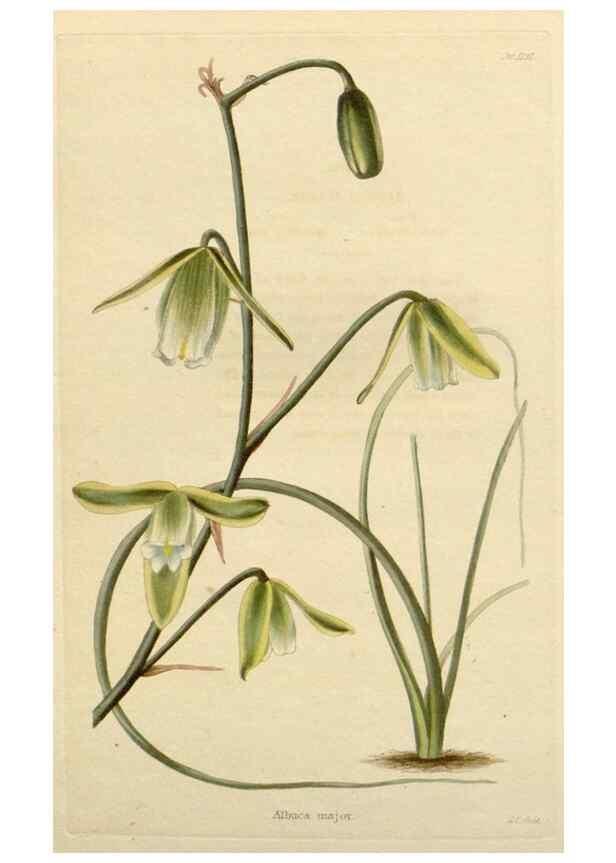 Reproducción/Reproduction 48783030767: The botanical cabinet. London :John & Arthur Arch ...,1817-1833.. 