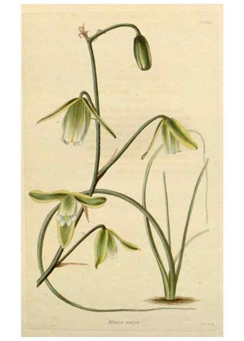 Reproducción/Reproduction 48783030767: The botanical cabinet. London :John & Arthur Arch ...,1817-1833.. 