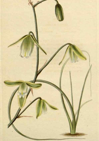 Reproducción/Reproduction 48783030767: The botanical cabinet. London :John & Arthur Arch ...,1817-1833.. 
