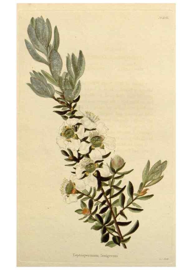 Reproducción/Reproduction 48783031377: The botanical cabinet. London :John & Arthur Arch ...,1817-1833.. 