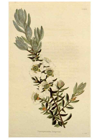 Reproducción/Reproduction 48783031377: The botanical cabinet. London :John & Arthur Arch ...,1817-1833.. 