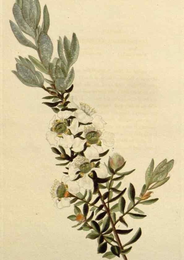 Reproducción/Reproduction 48783031377: The botanical cabinet. London :John & Arthur Arch ...,1817-1833.. 