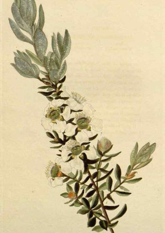 Reproducción/Reproduction 48783031377: The botanical cabinet. London :John & Arthur Arch ...,1817-1833.. 