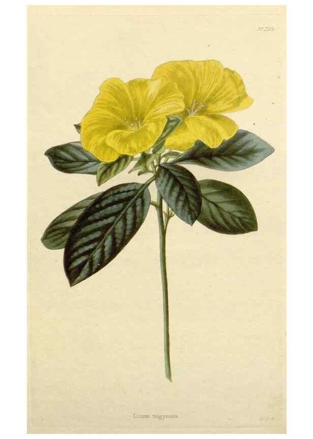 Reproducción/Reproduction 48782864846: The botanical cabinet. London :John & Arthur Arch ...,1817-1833.. 