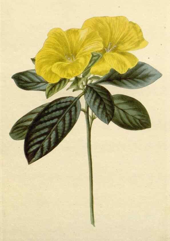 Reproducción/Reproduction 48782864846: The botanical cabinet. London :John & Arthur Arch ...,1817-1833.. 