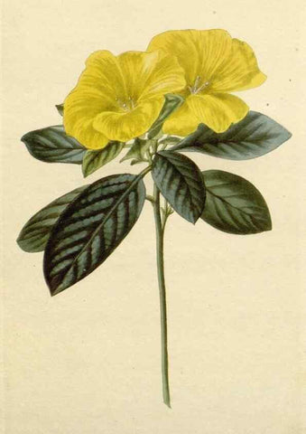 Reproducción/Reproduction 48782864846: The botanical cabinet. London :John & Arthur Arch ...,1817-1833.. 