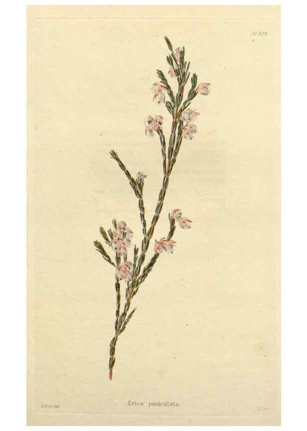 Reproducción/Reproduction 48783032437: The botanical cabinet. London :John & Arthur Arch ...,1817-1833.. 