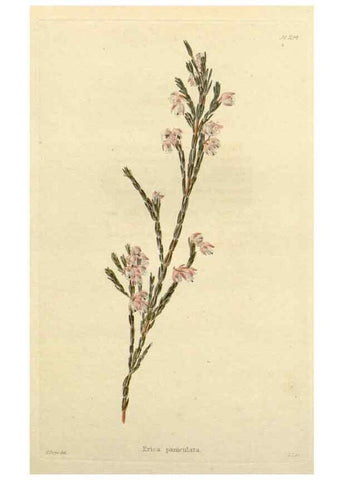Reproducción/Reproduction 48783032437: The botanical cabinet. London :John & Arthur Arch ...,1817-1833.. 