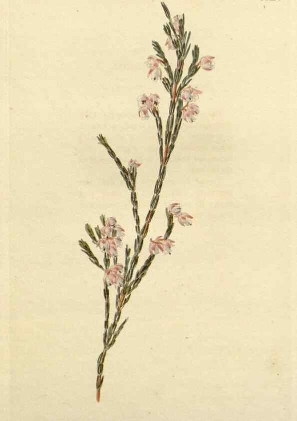 Reproducción/Reproduction 48783032437: The botanical cabinet. London :John & Arthur Arch ...,1817-1833.. 