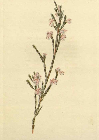 Reproducción/Reproduction 48783032437: The botanical cabinet. London :John & Arthur Arch ...,1817-1833.. 