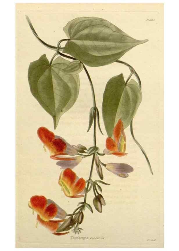 Reproducción/Reproduction 48783032987: The botanical cabinet. London :John & Arthur Arch ...,1817-1833.. 