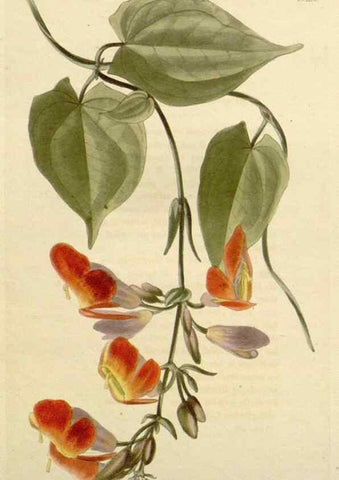 Reproducción/Reproduction 48783032987: The botanical cabinet. London :John & Arthur Arch ...,1817-1833.. 