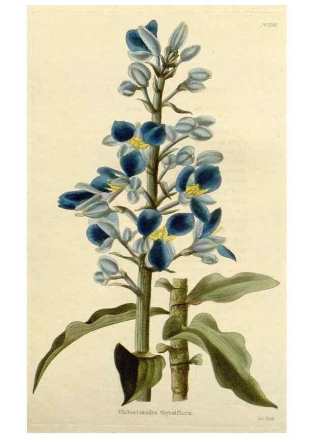 Reproducción/Reproduction 48783033422: The botanical cabinet. London :John & Arthur Arch ...,1817-1833.. 