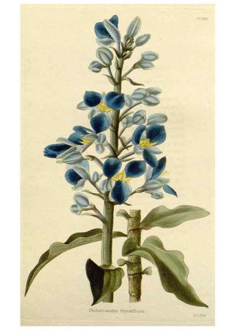Reproducción/Reproduction 48783033422: The botanical cabinet. London :John & Arthur Arch ...,1817-1833.. 