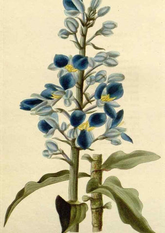 Reproducción/Reproduction 48783033422: The botanical cabinet. London :John & Arthur Arch ...,1817-1833.. 