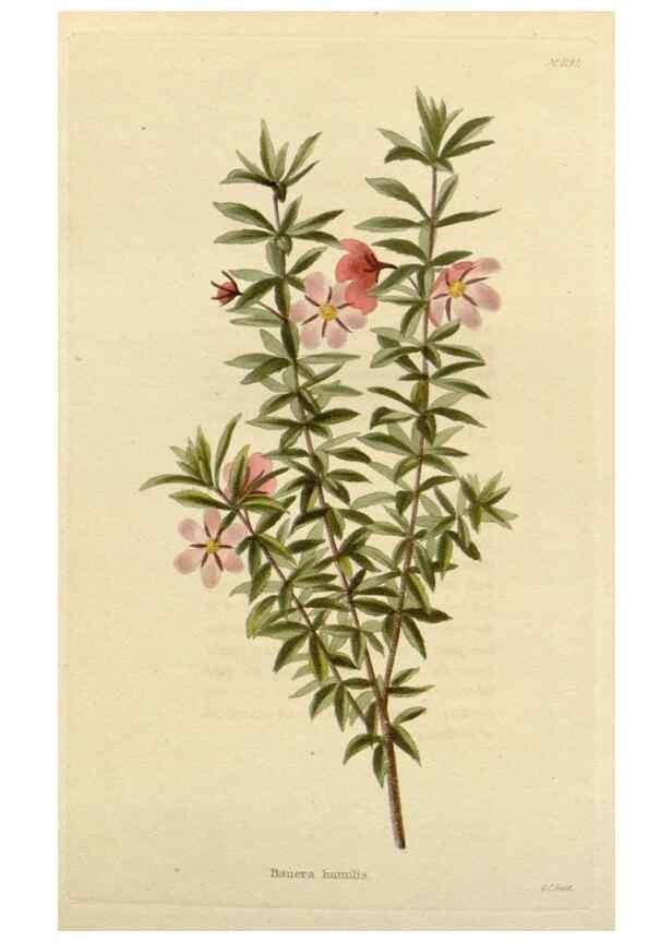 Reproducción/Reproduction 48783033952: The botanical cabinet. London :John & Arthur Arch ...,1817-1833.. 