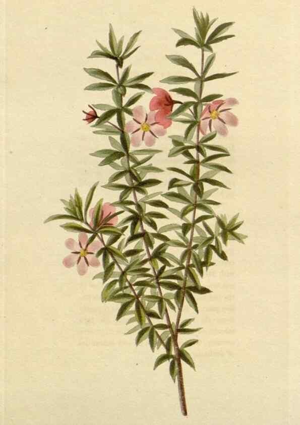 Reproducción/Reproduction 48783033952: The botanical cabinet. London :John & Arthur Arch ...,1817-1833.. 