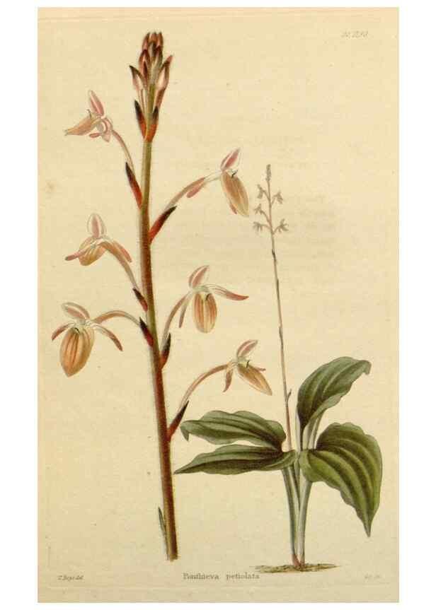 Reproducción/Reproduction 48782863391: The botanical cabinet. London :John & Arthur Arch ...,1817-1833.. 