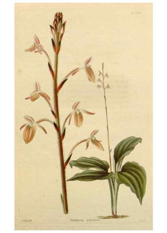 Reproducción/Reproduction 48782863391: The botanical cabinet. London :John & Arthur Arch ...,1817-1833.. 