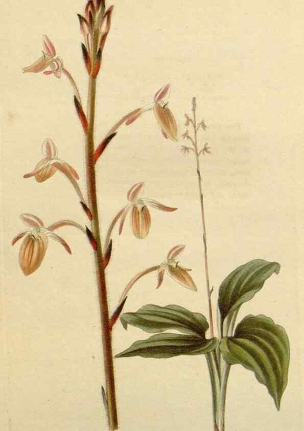 Reproducción/Reproduction 48782863391: The botanical cabinet. London :John & Arthur Arch ...,1817-1833.. 