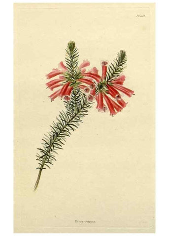 Reproducción/Reproduction 48782574323: The botanical cabinet. London :John & Arthur Arch ...,1817-1833.. 
