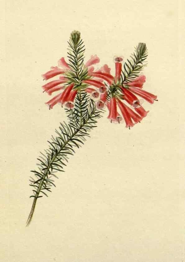Reproducción/Reproduction 48782574323: The botanical cabinet. London :John & Arthur Arch ...,1817-1833.. 