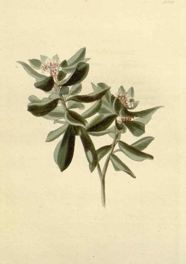 Reproducción/Reproduction 48782575163: The botanical cabinet. London :John & Arthur Arch ...,1817-1833.. 
