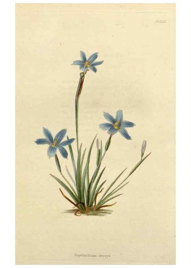 Reproducción/Reproduction 48782940696: The botanical cabinet. London :John & Arthur Arch ...,1817-1833.. 