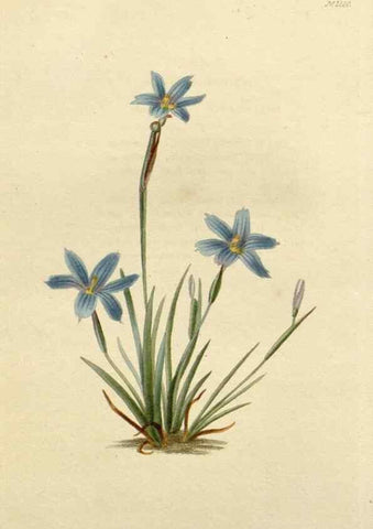 Reproducción/Reproduction 48782940696: The botanical cabinet. London :John & Arthur Arch ...,1817-1833.. 