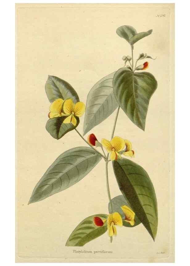 Reproducción/Reproduction 48783122197: The botanical cabinet. London :John & Arthur Arch ...,1817-1833.. 