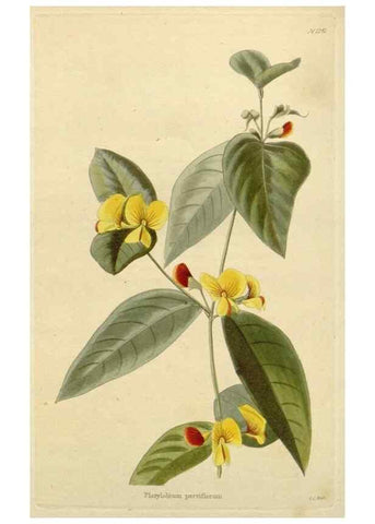 Reproducción/Reproduction 48783122197: The botanical cabinet. London :John & Arthur Arch ...,1817-1833.. 