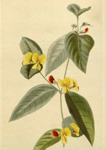 Reproducción/Reproduction 48783122197: The botanical cabinet. London :John & Arthur Arch ...,1817-1833.. 