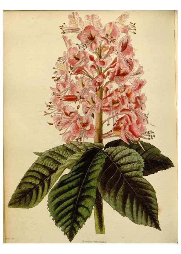 Reproducción/Reproduction 48782589048: The botanical cabinet. London :John & Arthur Arch ...,1817-1833.. 