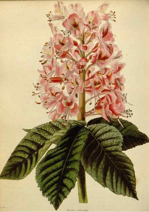 Reproducción/Reproduction 48782589048: The botanical cabinet. London :John & Arthur Arch ...,1817-1833.. 