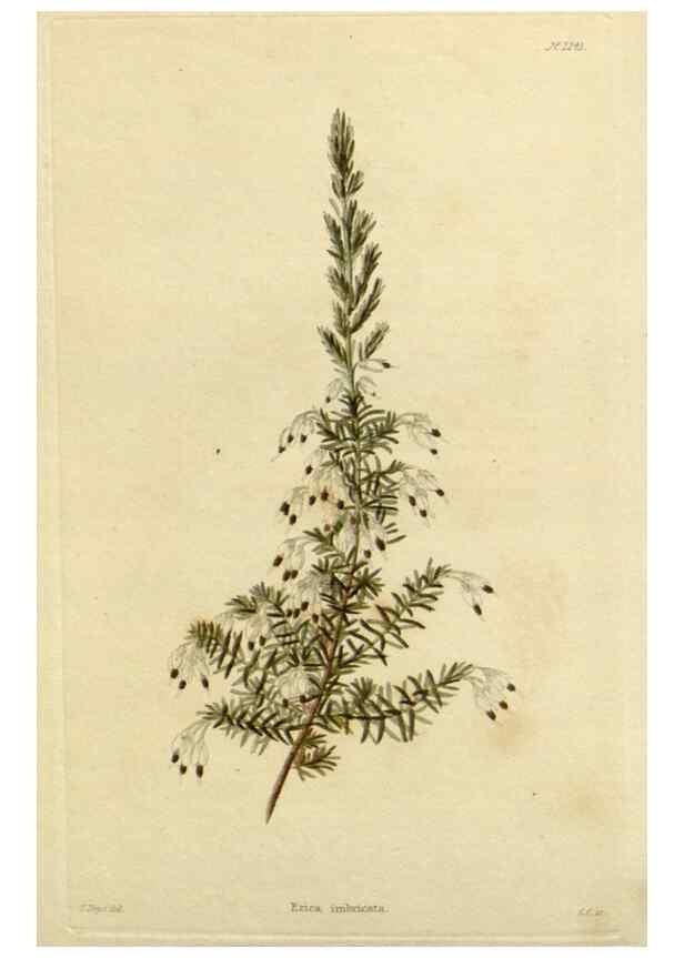 Reproducción/Reproduction 48782589443: The botanical cabinet. London :John & Arthur Arch ...,1817-1833.. 