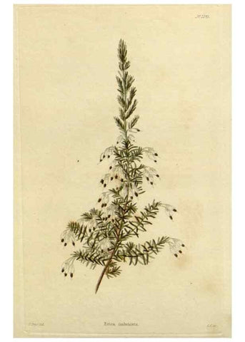 Reproducción/Reproduction 48782589443: The botanical cabinet. London :John & Arthur Arch ...,1817-1833.. 