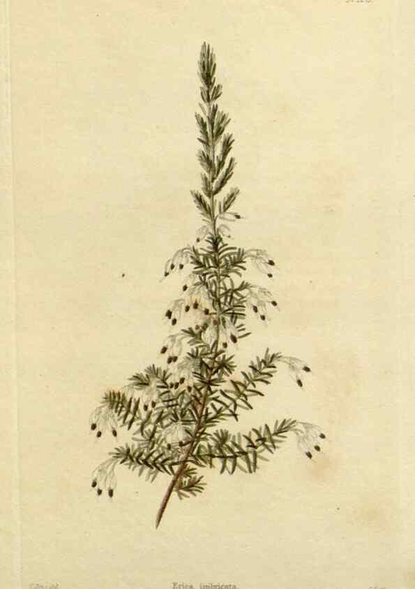 Reproducción/Reproduction 48782589443: The botanical cabinet. London :John & Arthur Arch ...,1817-1833.. 