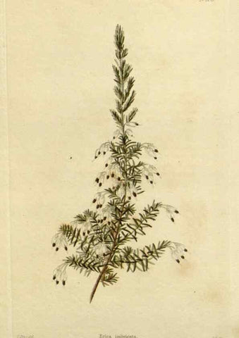 Reproducción/Reproduction 48782589443: The botanical cabinet. London :John & Arthur Arch ...,1817-1833.. 