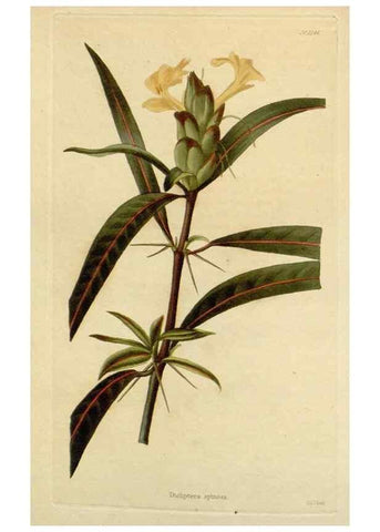 Reproducción/Reproduction 48782955566: The botanical cabinet. London :John & Arthur Arch ...,1817-1833.. 