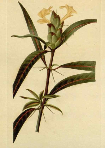Reproducción/Reproduction 48782955566: The botanical cabinet. London :John & Arthur Arch ...,1817-1833.. 
